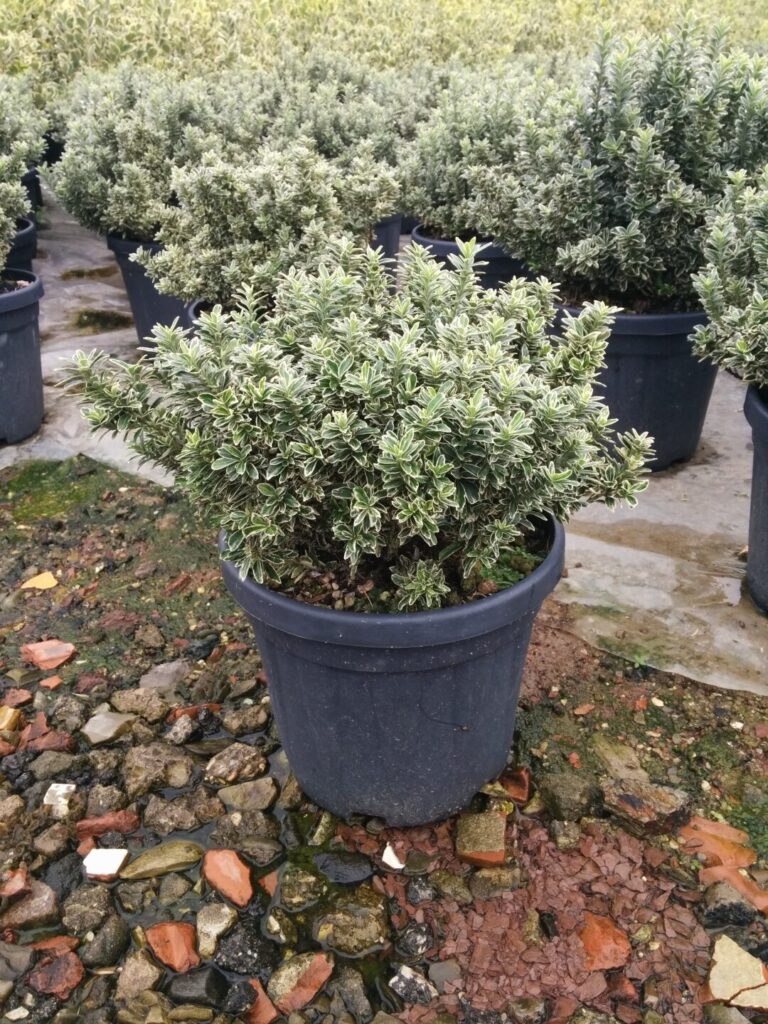 Aranytarka törpe japán kecskerágó (Euonymus pulchellus ‘Aureovariegatus’)