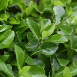 Törpe japán kecskerágó (Euonymus japonicus ‘Compactus’)
