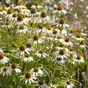 Fehér kasvirág (Echinacea purpurea ‘White Swan’)