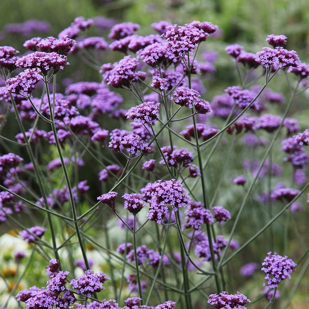 Ernyős verbéna (Verbena bonariensis)