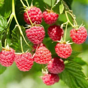 Tüske nélküli málna (Rubus idaeus ‘Glen Ample’)