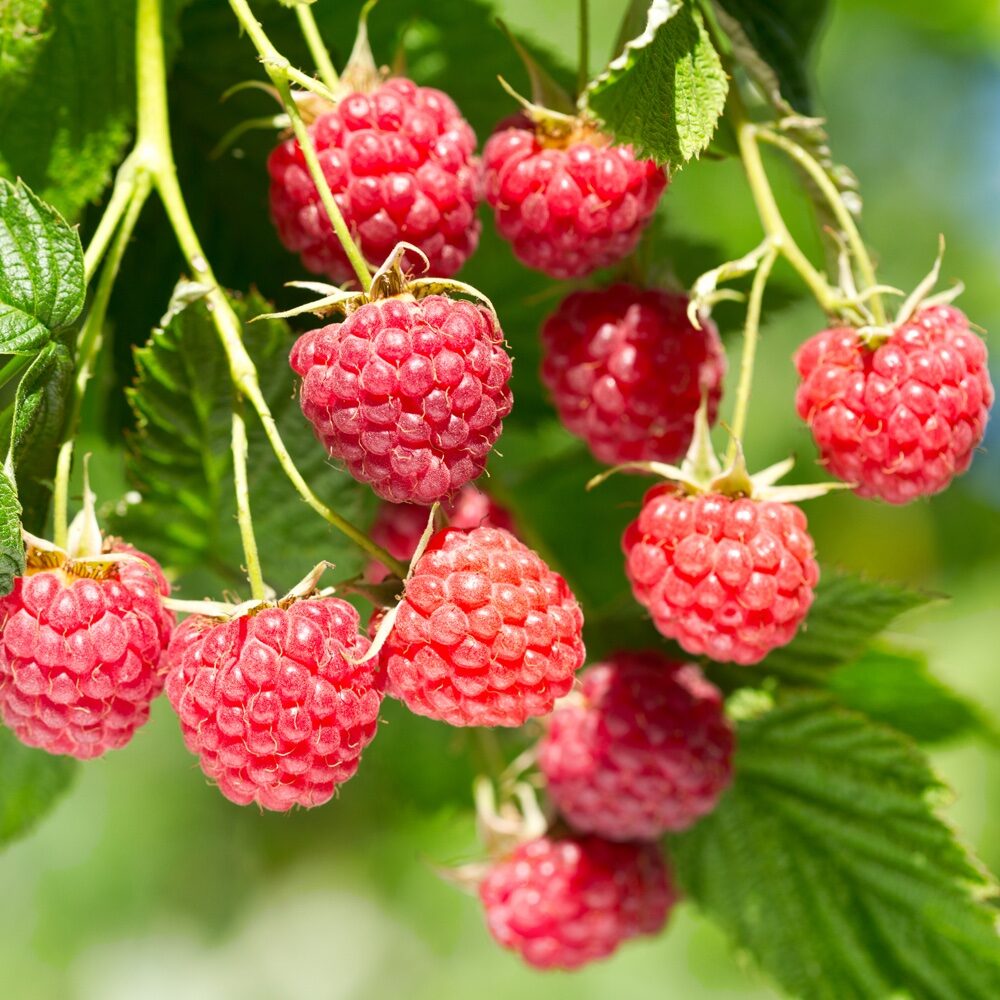 Tüske nélküli málna (Rubus idaeus ‘Glen Ample’)