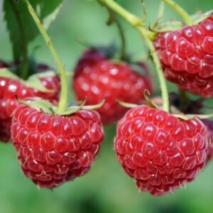 Fertődi zamatos málna (Rubus idaeus ‘Fertődi zamatos’)
