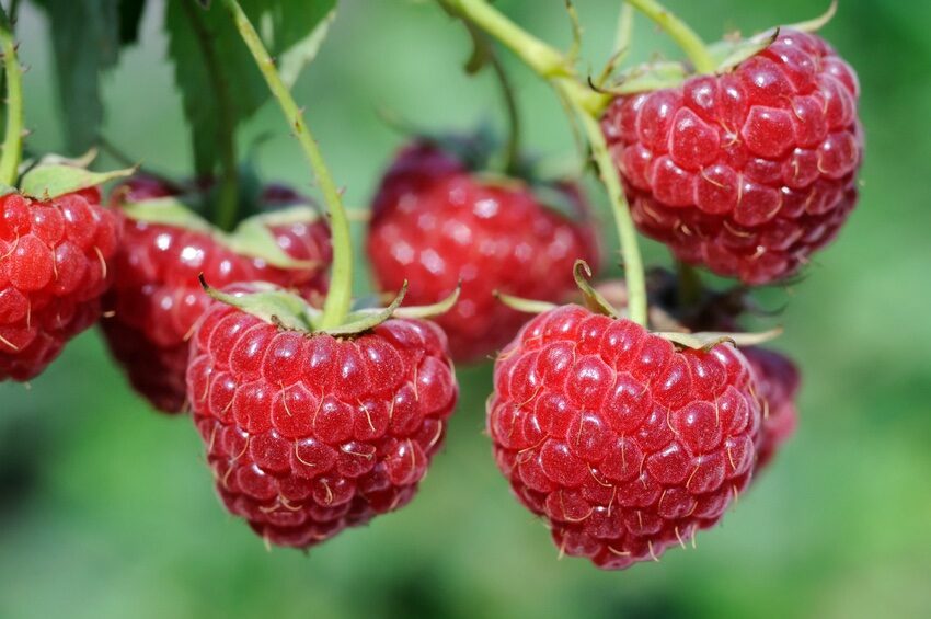 Fertődi zamatos málna (Rubus idaeus ‘Fertődi zamatos’)