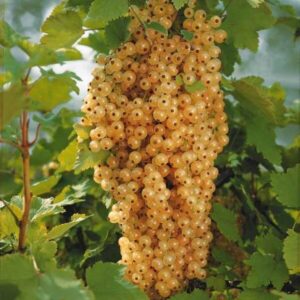 Fehér ribizli (Ribes rubrum ‘Blanka’)