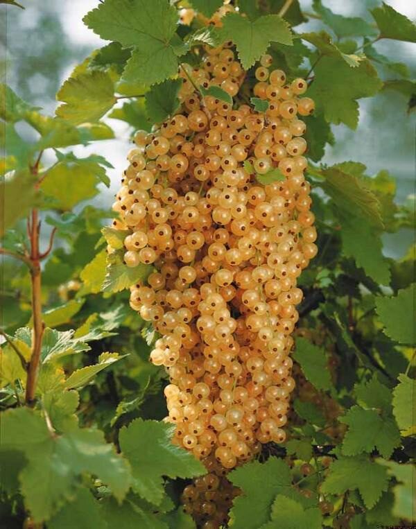 Fehér ribizli (Ribes rubrum ‘Blanka’)