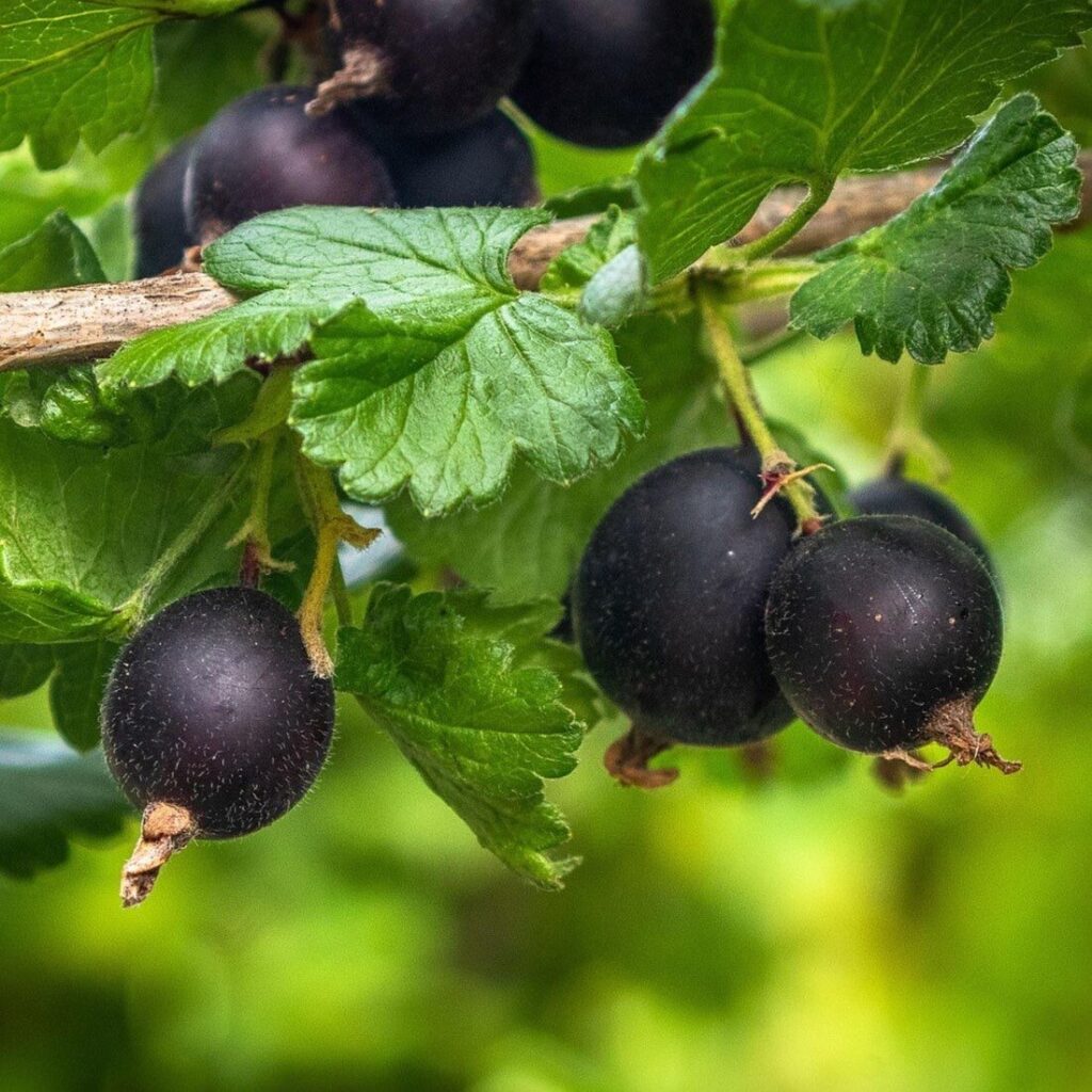 Jostabogyó (Ribes × nidigrolaria)