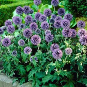 Kék gömbös iringó (Echinops banaticus ‘Blue Globe’)