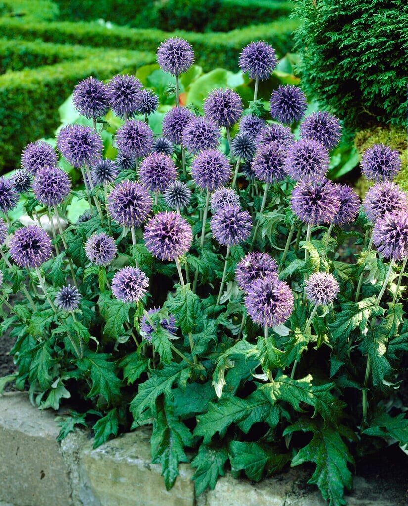 Kék gömbös iringó (Echinops banaticus ‘Blue Globe’)