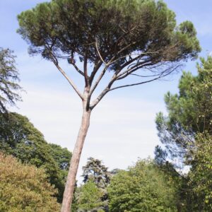 Mandulafenyő (Pinus pinea)