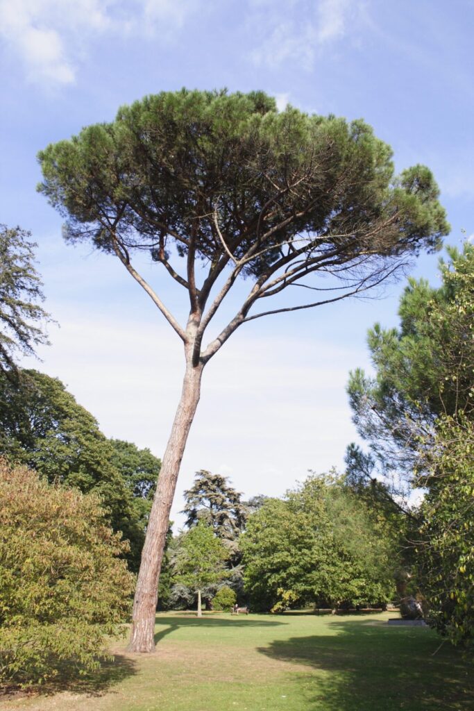 Mandulafenyő (Pinus pinea)