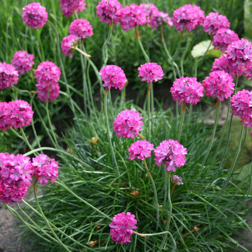 Tengerparti pázsitszegfű (Armeria maritima 'Armada Deep Rose')