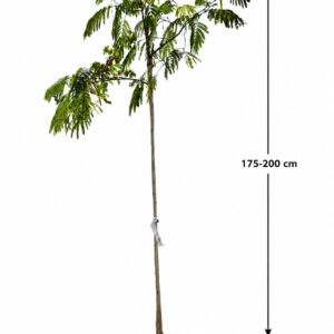 Ernyős koronájú selyemakác (Albizia Julibrissin ‘Ombrella’)
