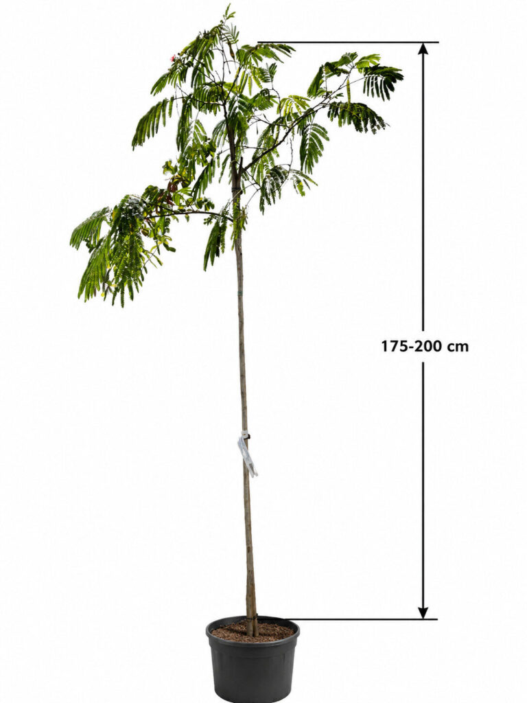 Ernyős koronájú selyemakác (Albizia Julibrissin ‘Ombrella’)