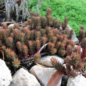 Varjúháj (Sedum ‘Chocolate Ball’)