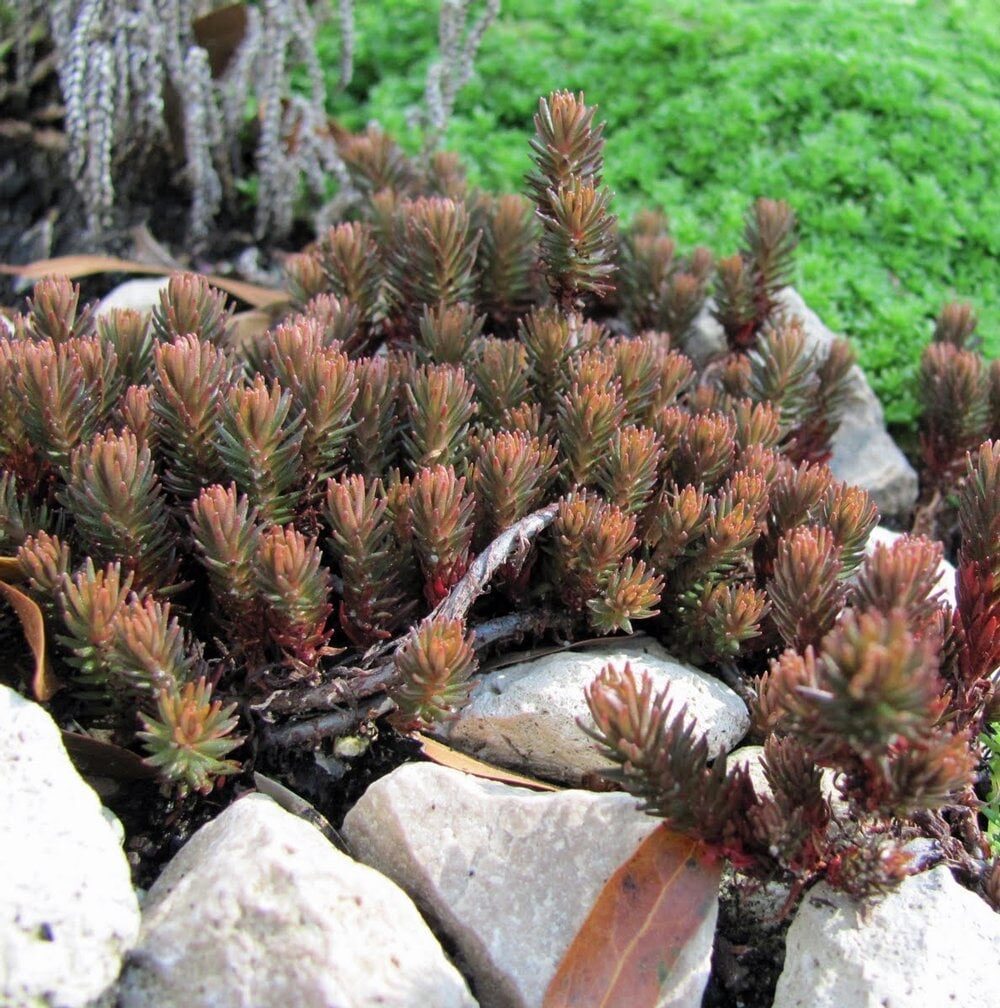 Varjúháj (Sedum ‘Chocolate Ball’)
