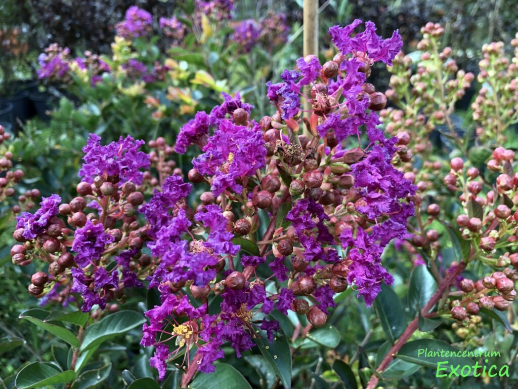 Selyemmirtusz (Lagerstroemia indica ‘Purple Star’)