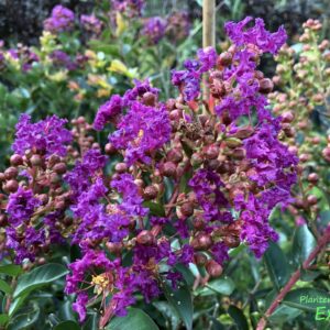 Selyemmirtusz (Lagerstroemia indica ‘Purple Star’)