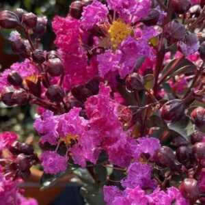 Selyemmirtusz (Lagerstroemia indica ‘Rhapsody in Blue’)