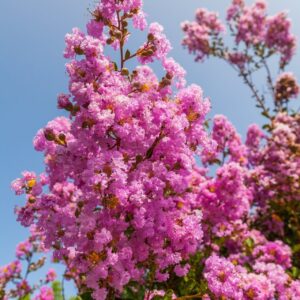 Selyemmirtusz (Lagerstroemia indica ‘Rose Indien’)