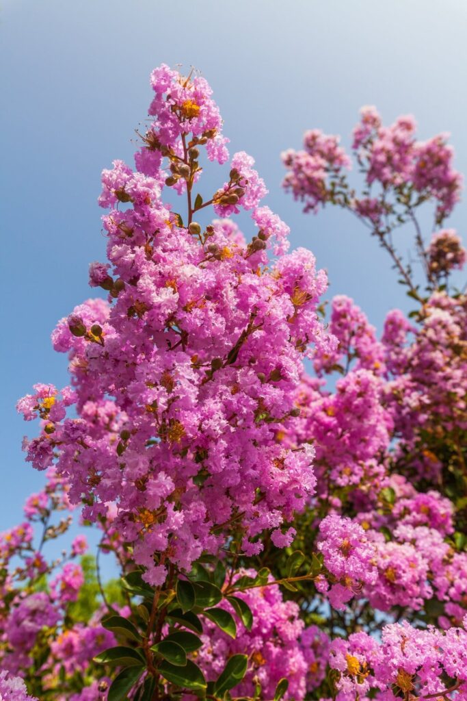 Selyemmirtusz (Lagerstroemia indica ‘Rose Indien’)