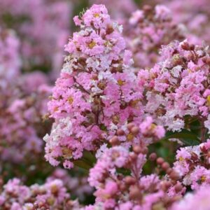 Selyemmirtusz (Lagerstroemia indica ‘Rose Thé’)