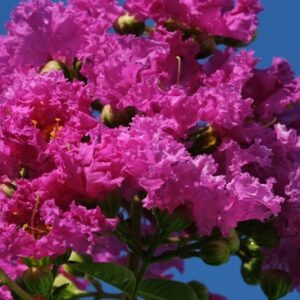 Selyemmirtusz (Lagerstroemia indica ‘Royal Cardinal’)