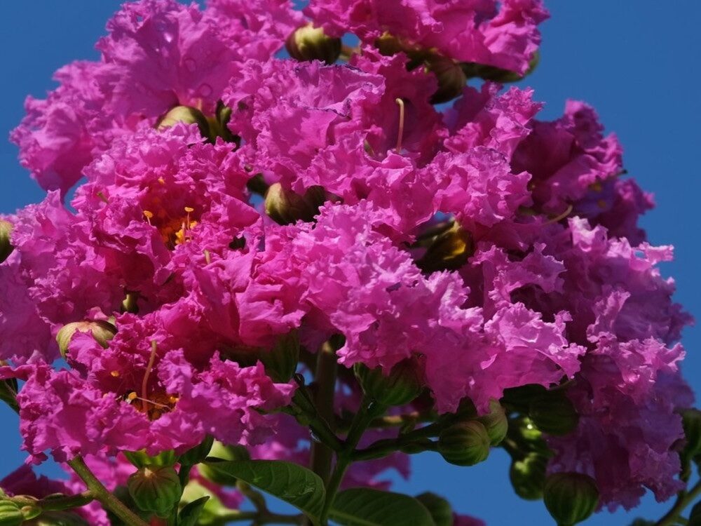 Selyemmirtusz (Lagerstroemia indica ‘Royal Cardinal’)