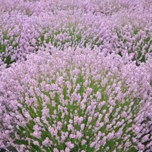 Rózsaszín virágú levendula (Lavandula angustifolia ‘Pink Winter’)
