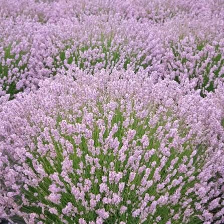 Rózsaszín virágú levendula (Lavandula angustifolia ‘Pink Winter’)