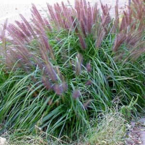 Lámpatisztító fű (Pennisetum alopecuroides ‘Moudry’)