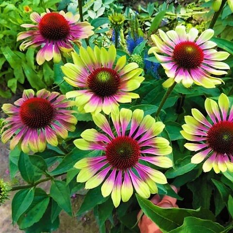 Kasvirág (‘Prairie Blaze Vintage Lime’ Echinacea)