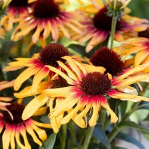 Kasvirág (SunSeekers Tequila Sunrise’ Echinacea)