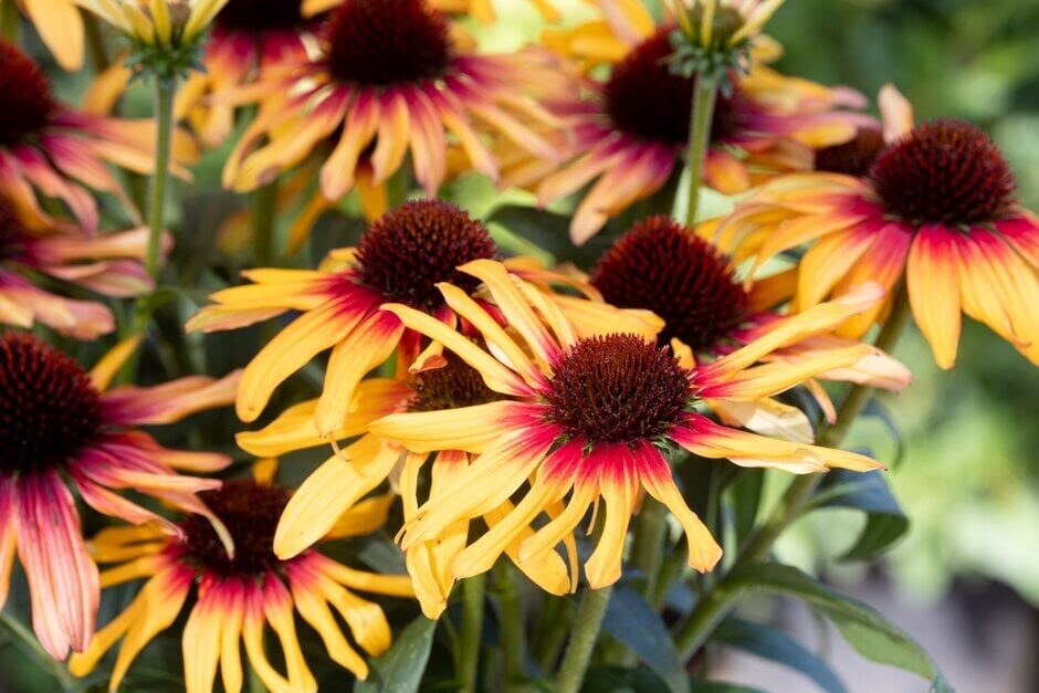 Kasvirág (SunSeekers Tequila Sunrise’ Echinacea)