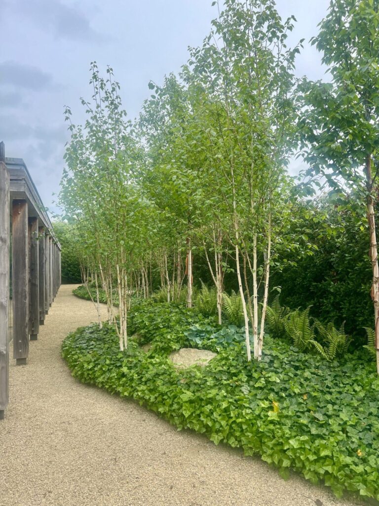 Himalájai nyír (Betula utilis)