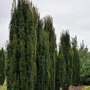 Oszlopos tiszafa – TAXUS BACCATA ‘FASTIGIATA’