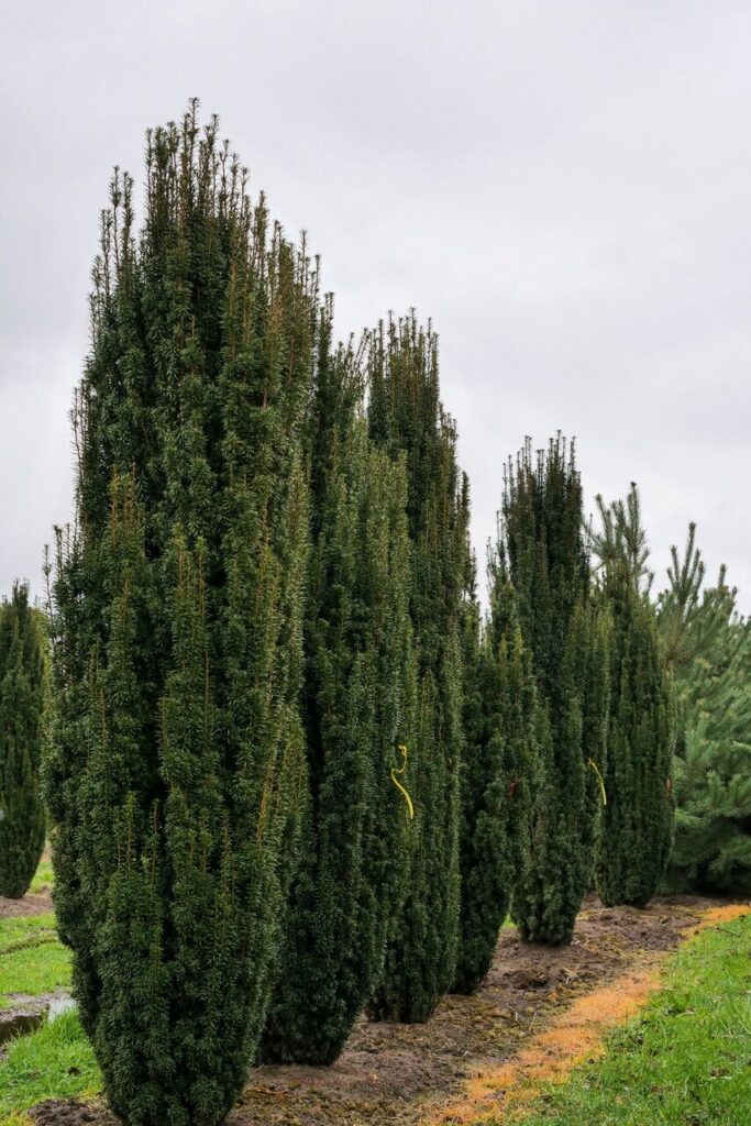 Oszlopos tiszafa – TAXUS BACCATA ‘FASTIGIATA’