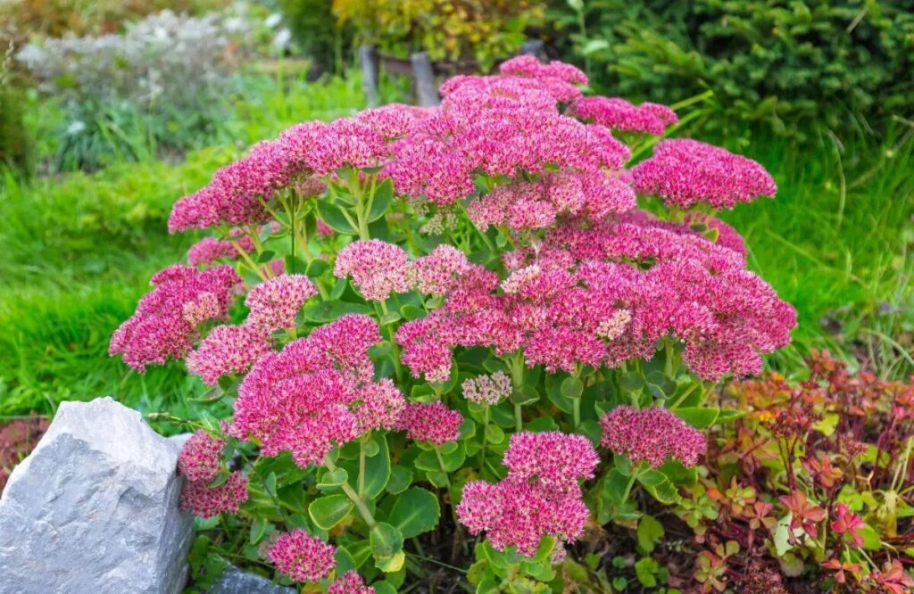 Pompás varjúháj (Sedum spectabile)