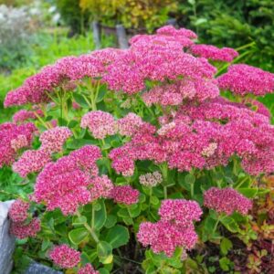 Pompás varjúháj (Sedum spectabile)