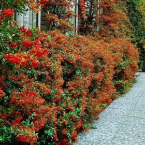 Tűztövis (Pyracantha ‘Mohave’)