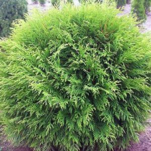 Japán ciprus ‘Little Champion’ (Thuja occidentalis ‘Little Champion’)