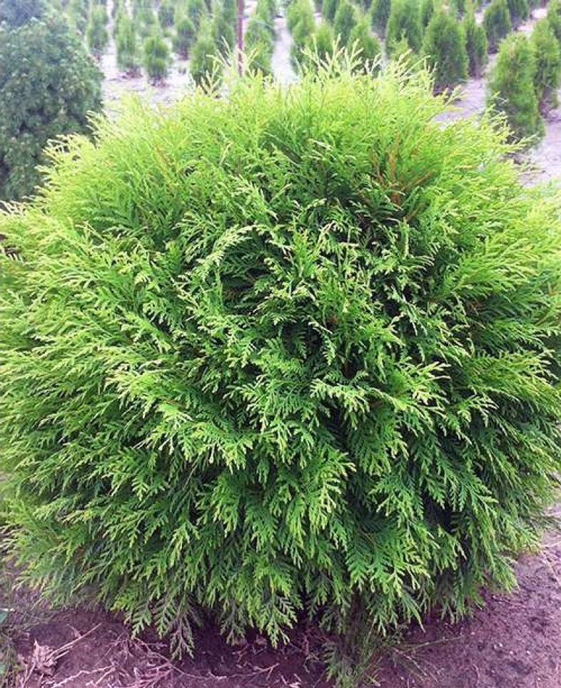 Japán ciprus ‘Little Champion’ (Thuja occidentalis ‘Little Champion’)