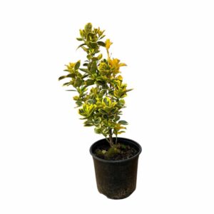 Tarka japán kecskerágó (Euonymus japonicus 'Marieke')