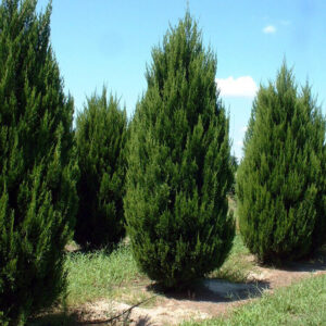 Juniperus virginiana 'Spartan'