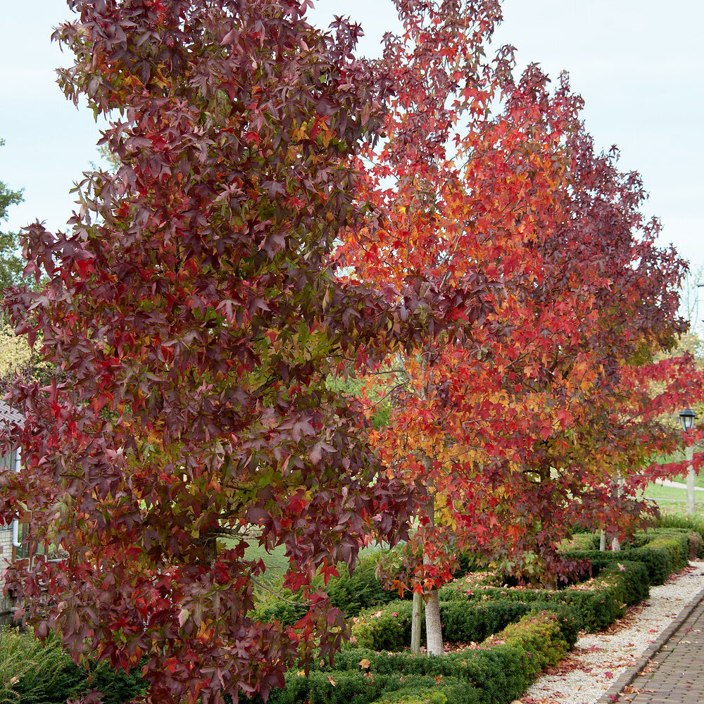 LIQUIDAMBAR STYRACIFLUA (2 törzsű)