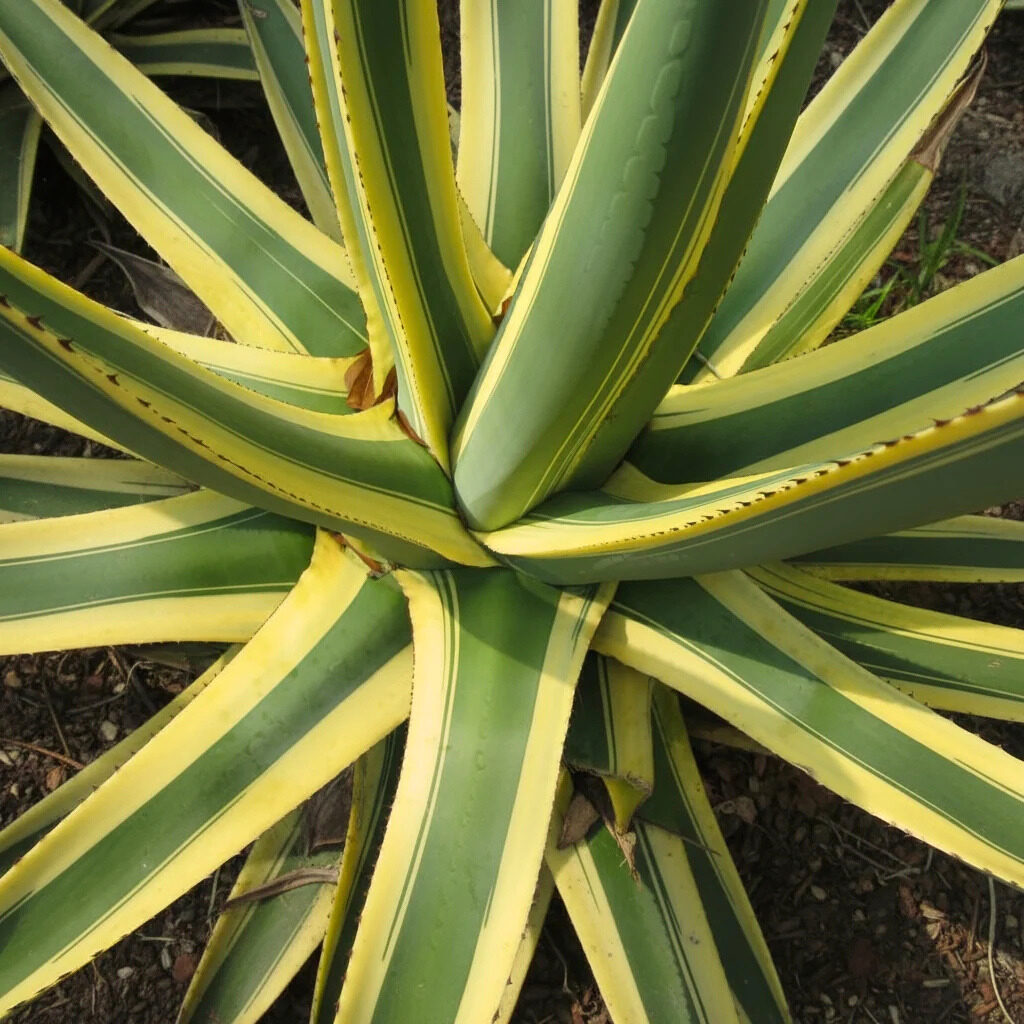 Amerikai agávé (Agave americana 'Variegata')