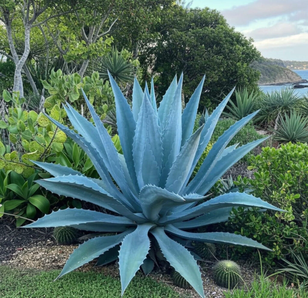 Amerikai agávé (Agave americana)