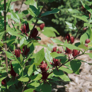 Amerikai fűszerbokor (Calycanthus floridus)