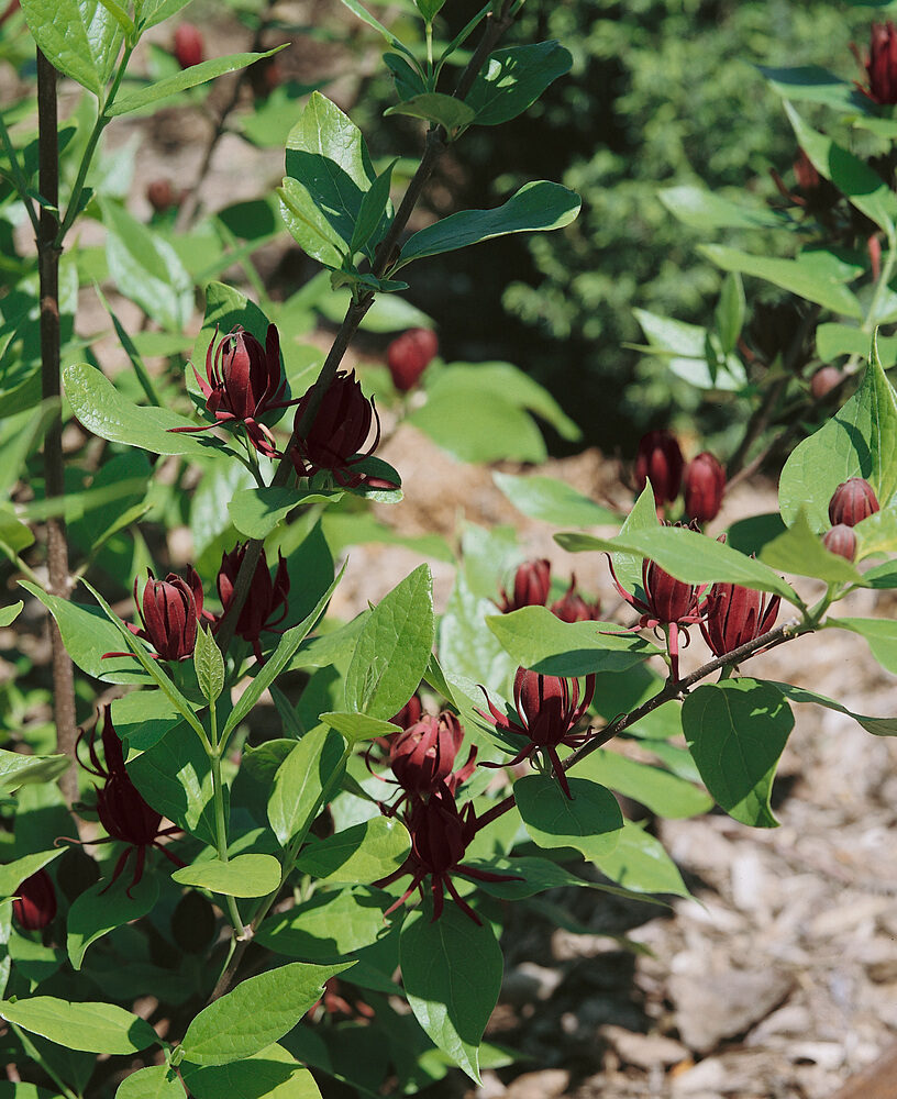 Amerikai fűszerbokor (Calycanthus floridus)