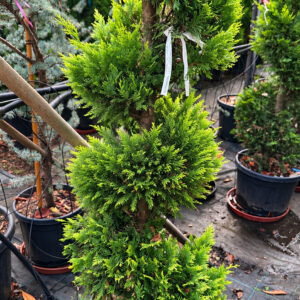 Spirál aranyleylandi ciprus (Cupressocyparis leylandii ‘Gold Rider’)